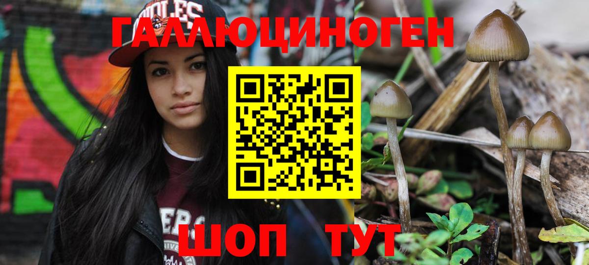 Гатчина  Псилоцибиновые грибы MAGIC MUSHROOMS  купить наркотик  Вход с VPN 