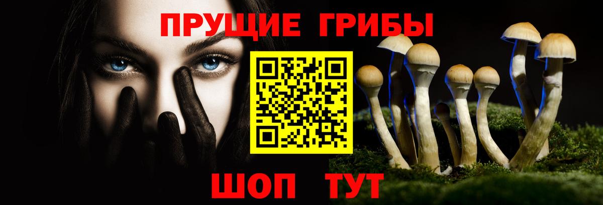 Галлюциногенные грибы Psilocybe Гатчина